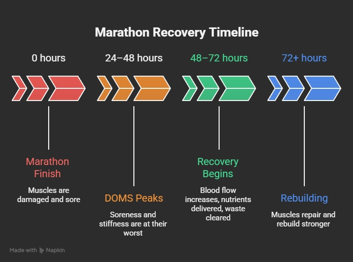 Marathon Recovery Timeline - infographic